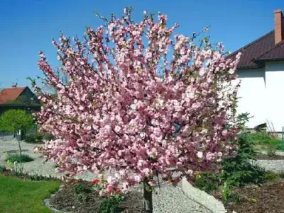 Migdałek trójklapowy na pniu Prunus triloba