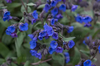 'Blue Ensign' Miodunka niebieska Pulmonaria