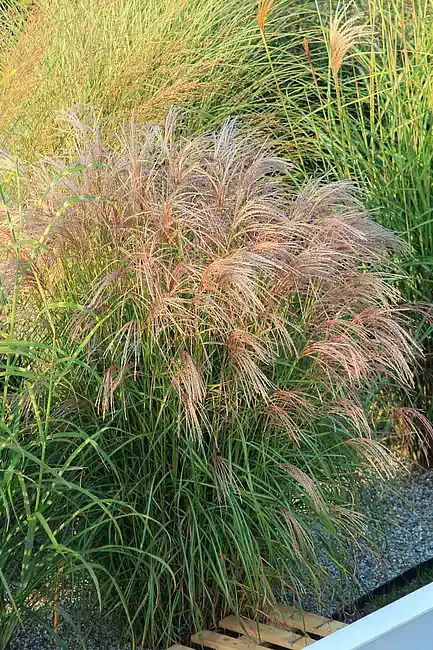 'Flamingo' Miskant chiński Miscanthus