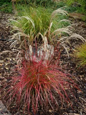'Ruby Cute' Miskant chiński Miscanthus