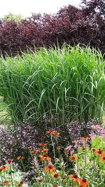 'Giganteus' Miskant olbrzymi Miscanthus