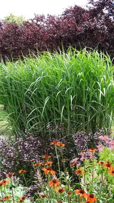 'Giganteus' Miskant olbrzymi Miscanthus