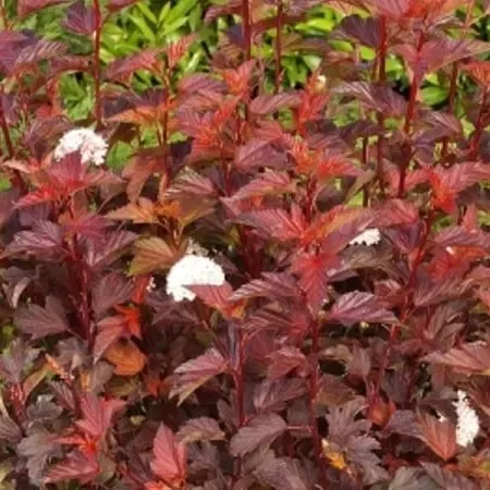 'Diable d'Or' Pęcherznica Physocarpus