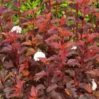 'Diable d'Or' Pęcherznica Physocarpus