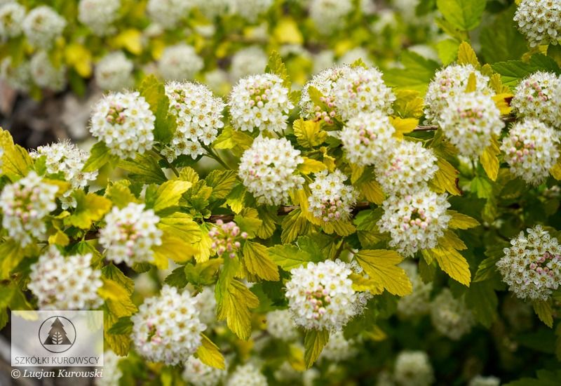 'Tiny Wine Gold' Pęcherznica na pniu Physocarpus