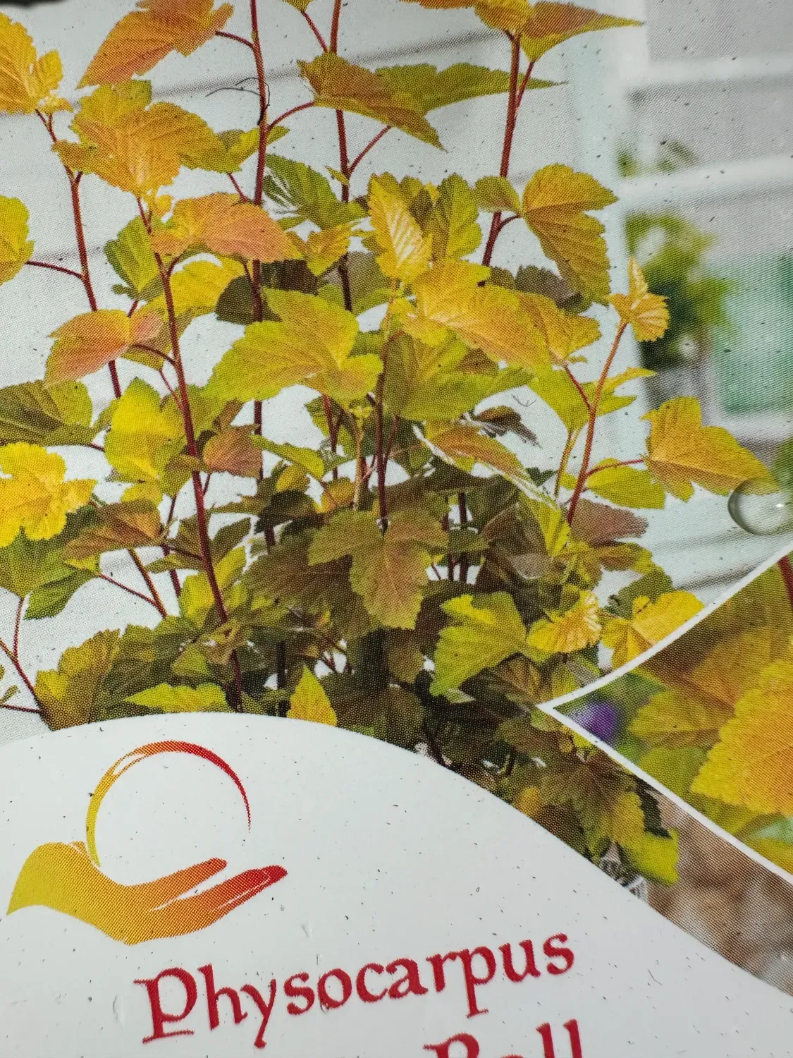 'Magic Ball' Pęcherznica kalinolistna na pniu Physocarpus opulifolius