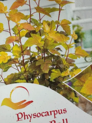 'Magic Ball' Pęcherznica kalinolistna na pniu Physocarpus opulifolius