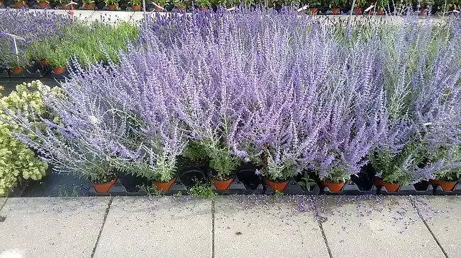 'Bluesette' Perowskia łobodolistna Perovskia