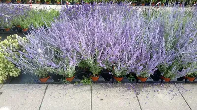 'Bluesette' Perowskia łobodolistna Perovskia