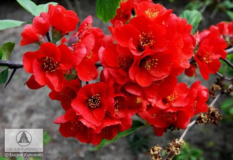 'Nicoline' Pigwowiec Czerwony Chaenomles