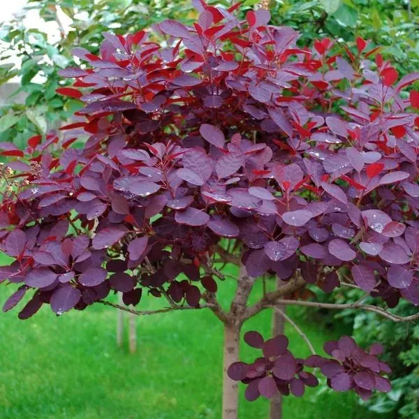 'Follis Purpureis' Perukowiec podolski na pniu Cotinus