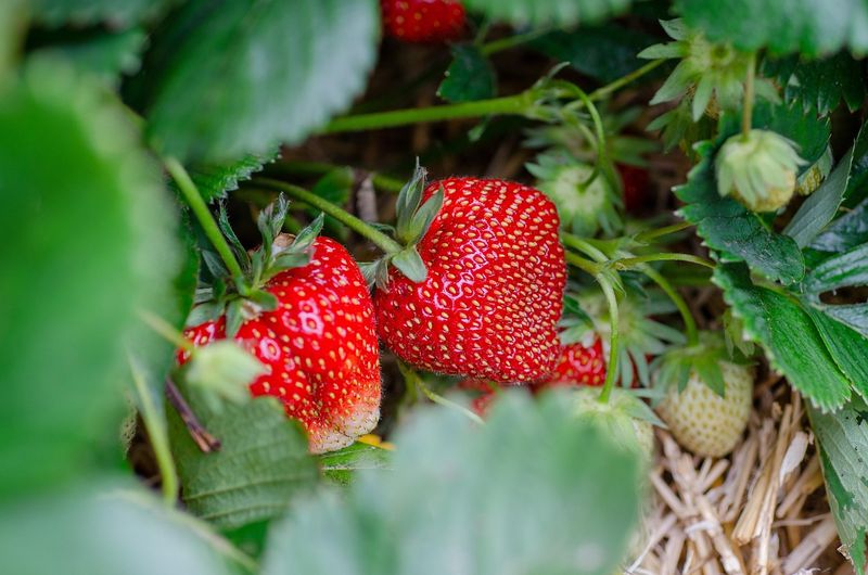 'Senga' Truskawka Fragaria ananassa