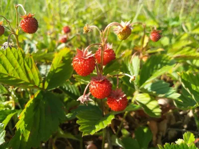 'Regina' Poziomka Fragaria ananassa