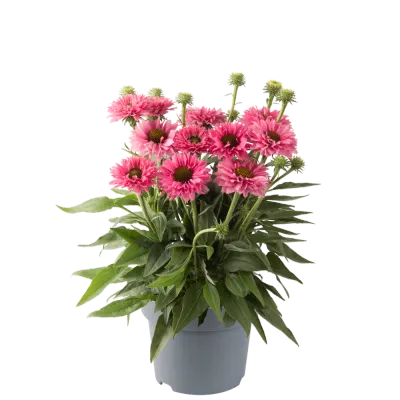 'Bolero Rose' Jeżówka Echinacea