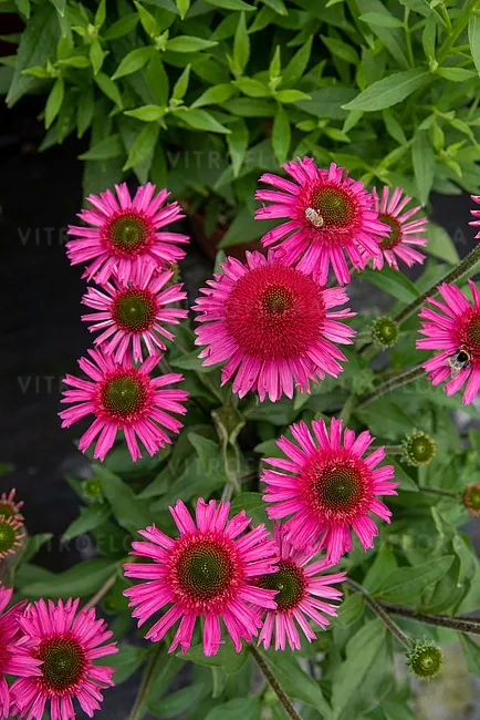 'Delicious Candy' Jeżówka Echinacea