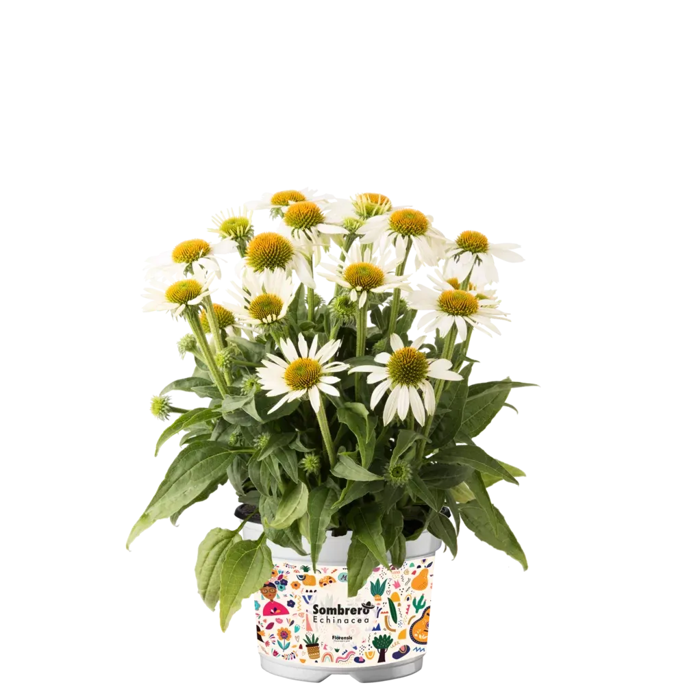 'Sombrero® Compact White' Jeżówka Echinacea