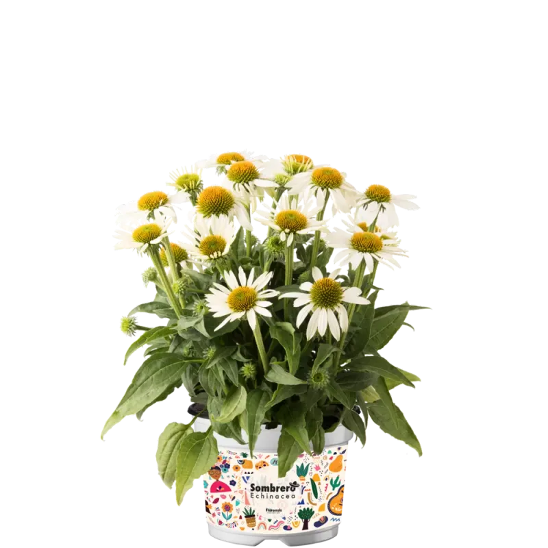 'Sombrero® Compact White' Jeżówka Echinacea