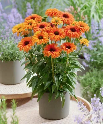 'SunSeekers Mineola' Jeżówka Echinacea