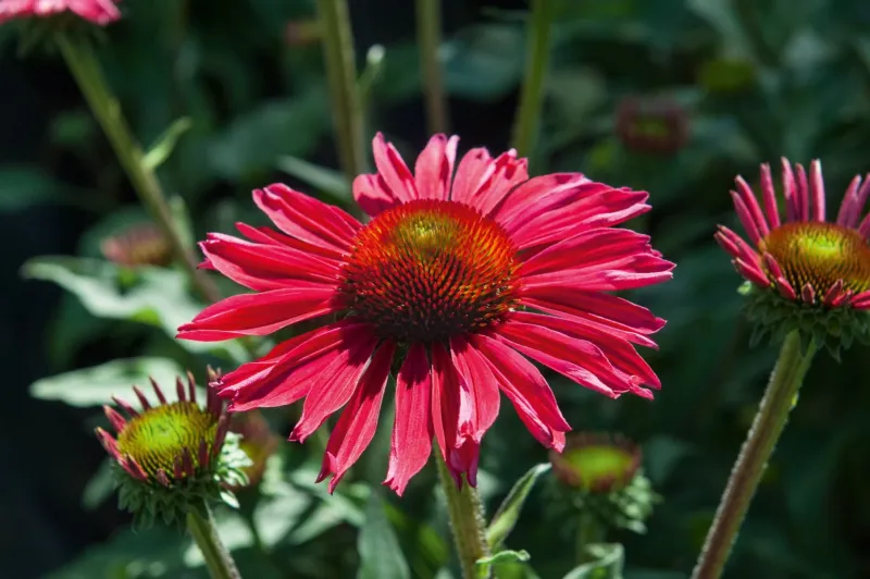 'Kismet® Raspberry' Jeżówka Echinacea