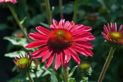 'Kismet® Raspberry' Jeżówka Echinacea
