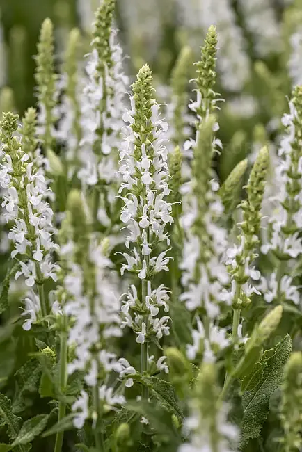 'Adrian' Szałwia omszona Salvia nemorosa