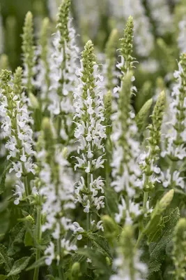'Adrian' Szałwia omszona Salvia nemorosa