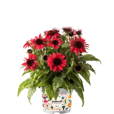 'Sombrero® Compact Red' Jeżówka Echinacea