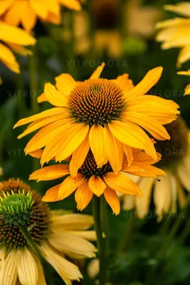 'SunMagic® Vintage Mango' Jeżówka żółta Echinacea