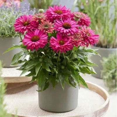 'SunSeekers Fuchsia' Jeżówka Echinacea