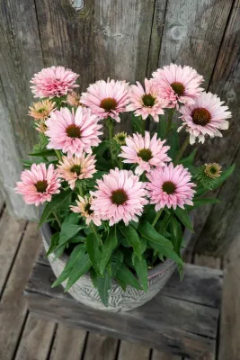 'SunSeekers Salmon' Jeżówka Echinacea