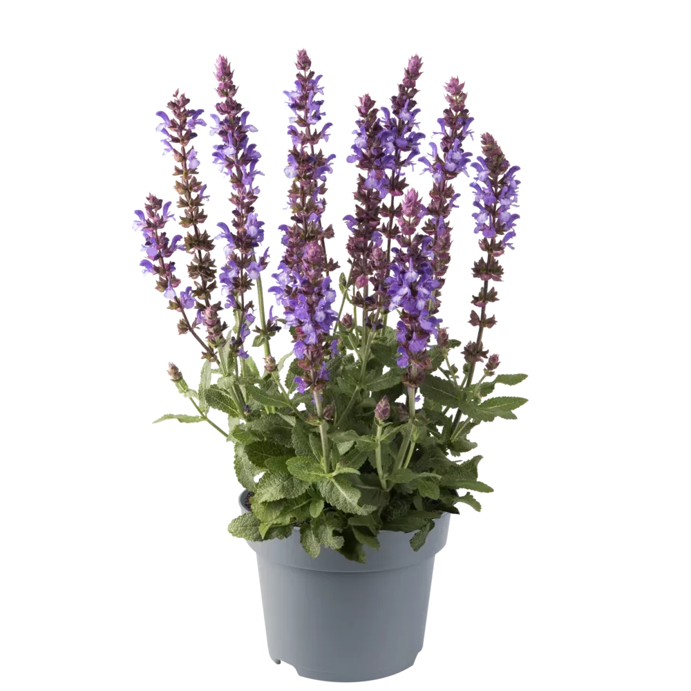'Sensation ® Special Blue Bicolour' Szałwia omszona Salvia nemorosa