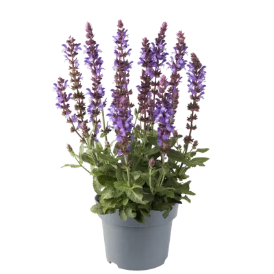 'Sensation ® Special Blue Bicolour' Szałwia omszona Salvia nemorosa