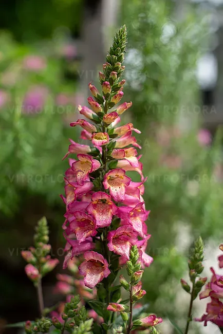 'Berry Canary' Naparstnica Digitalis
