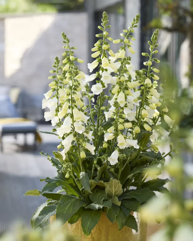 'Hanabee White' Naparstnica Digitalis