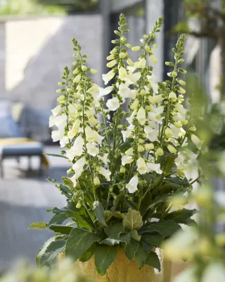 'Hanabee White' Naparstnica Digitalis