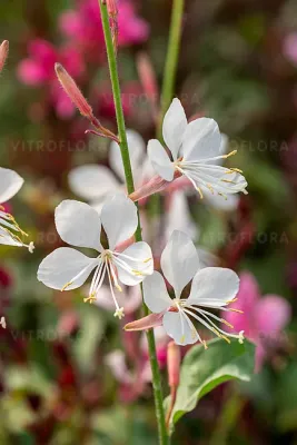 'Flamingo White' Gaura lindheimeri 'Flamingo White' Gaura lindheimeri