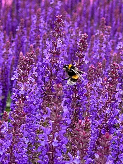 'Rianne Purple' Szałwia omszona Salvia nemorosa