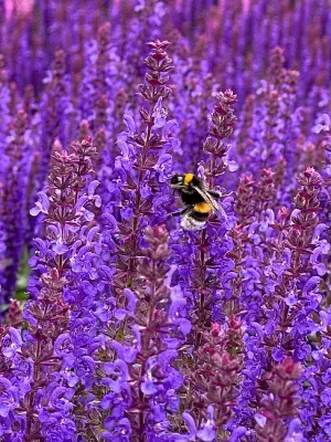 'Rianne Purple' Szałwia omszona Salvia nemorosa