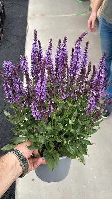 'Salute® Lavender' Szałwia omszona Salvia nemorosa