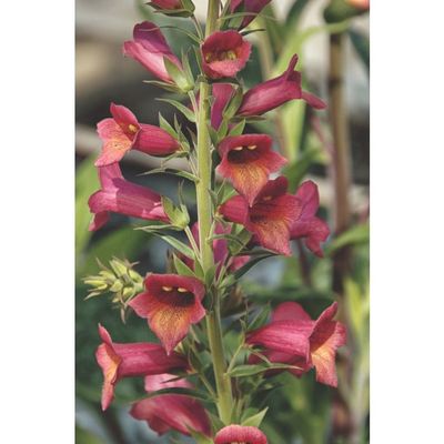 'Illumination Raspberry' Naparstnica Digitalis