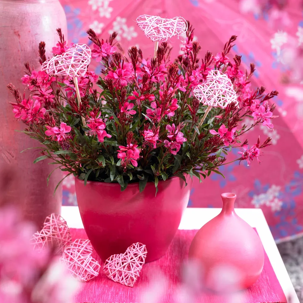 'Gaudi Red' Gaura lindheimeri