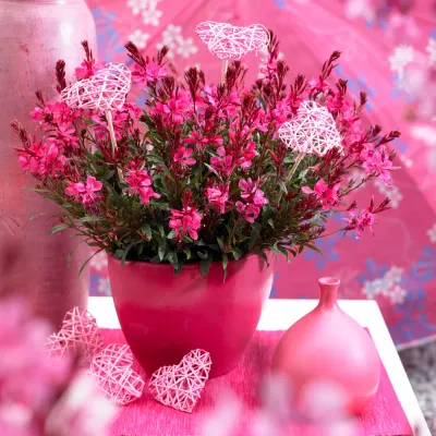 'Gaudi Red' Gaura lindheimeri 'Gaudi Red' Gaura lindheimeri