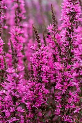 'Luminara Hot Pink' Krwawnica Lythrum hybrida