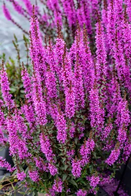 'Luminara Lilac' Krwawnica Lythrum hybrida