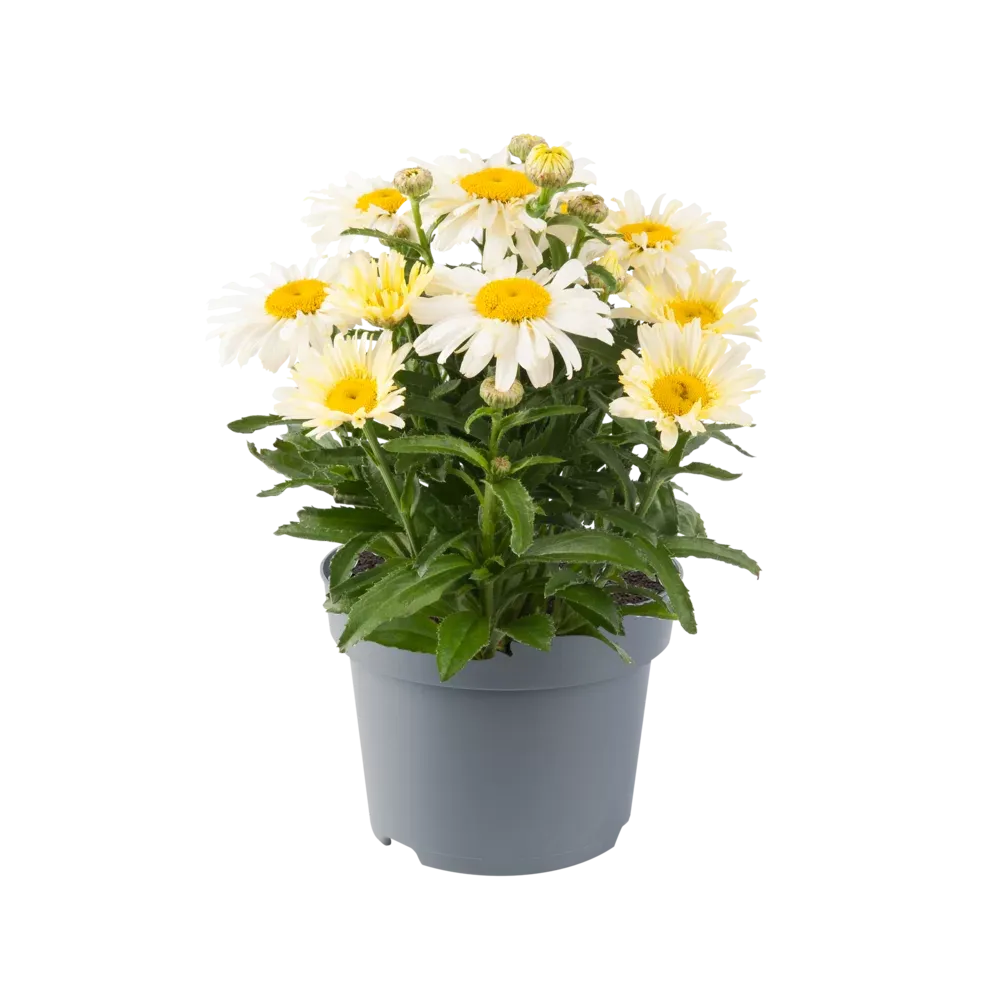 'Ooh La™ LaCreme' Złocień, Jastrun Leucanthemum