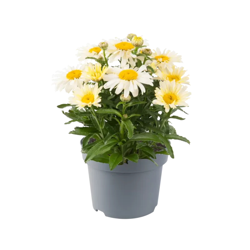 'Ooh La™ LaCreme' Złocień, Jastrun Leucanthemum