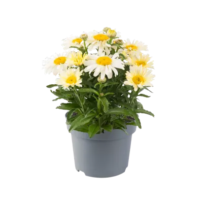 'Ooh La™ LaCreme' Złocień, Jastrun Leucanthemum
