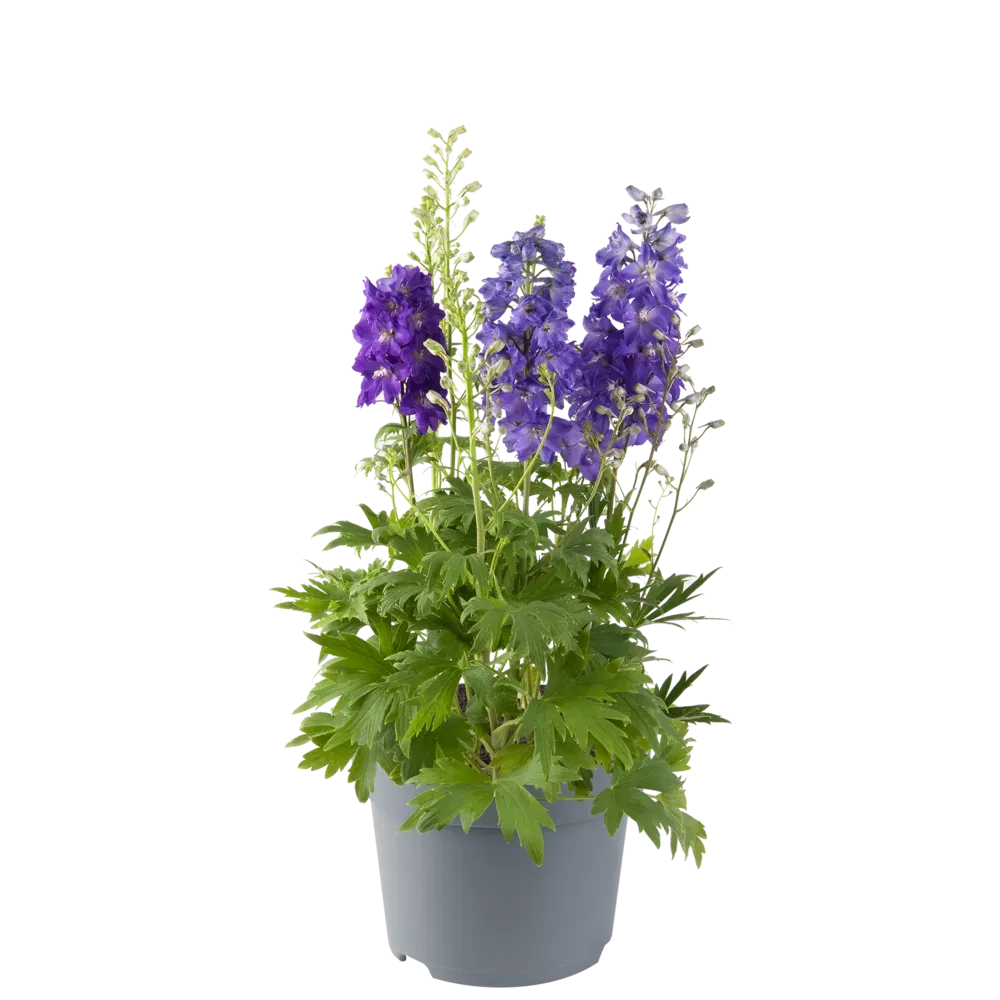 'Dignity® Blue Shades'' Ostróżka Delphinium