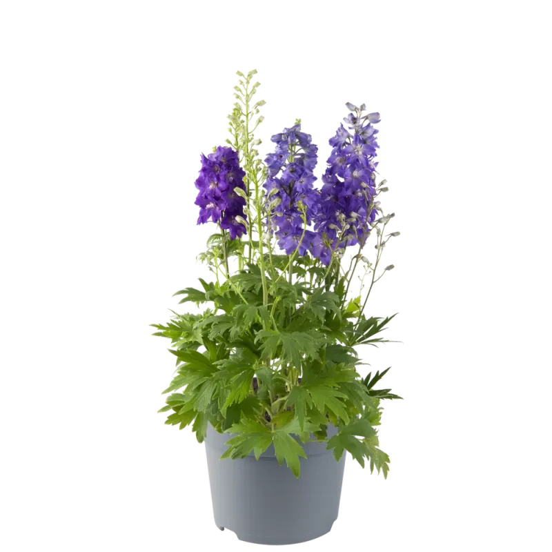 'Dignity® Blue Shades'' Ostróżka Delphinium