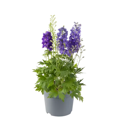 'Dignity® Blue Shades'' Ostróżka Delphinium
